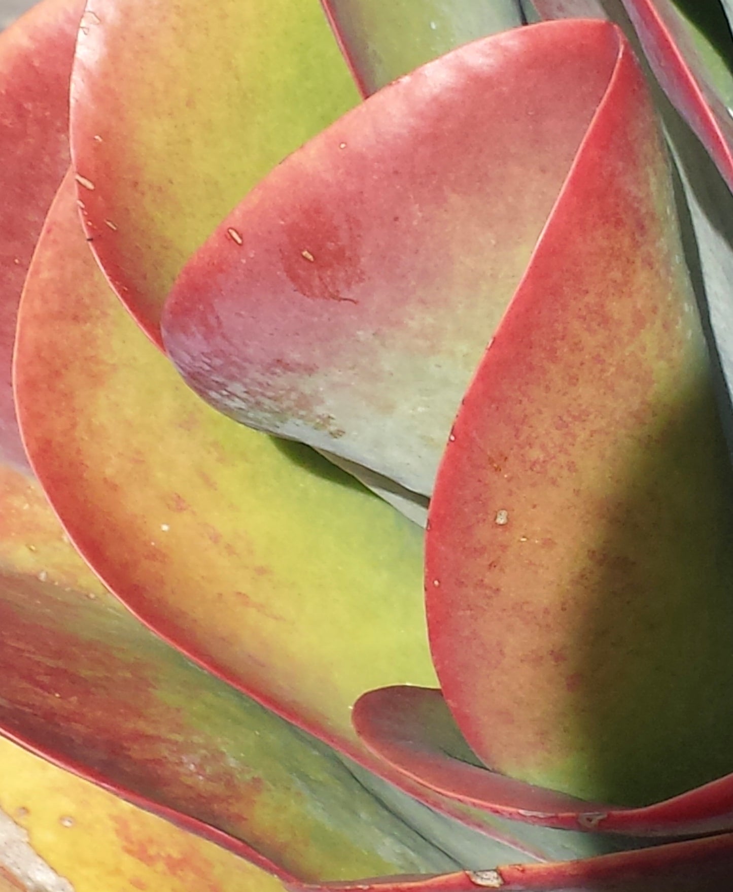 Succulent Cards