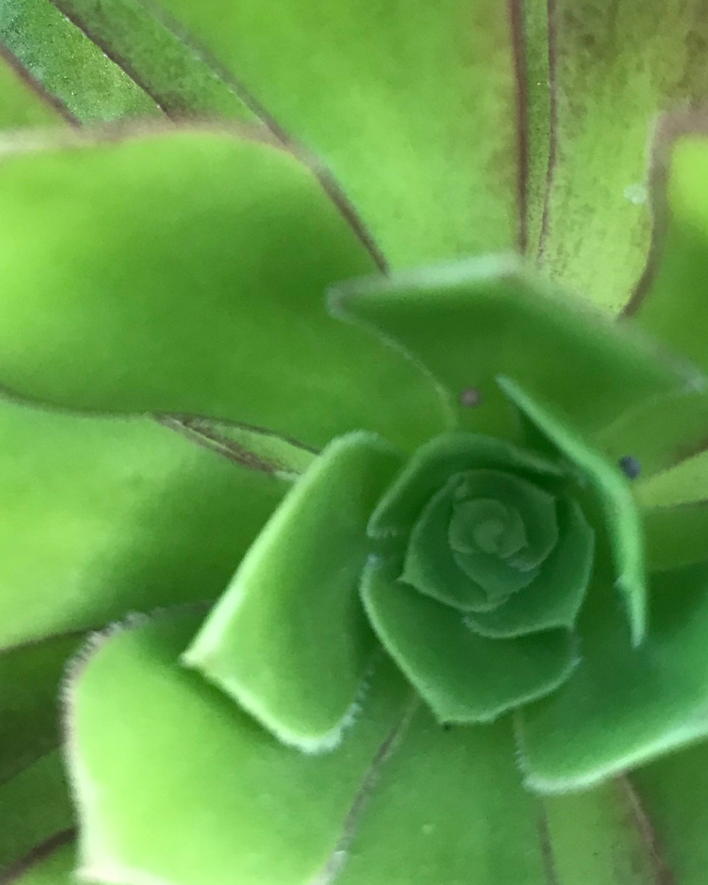 Succulent Cards