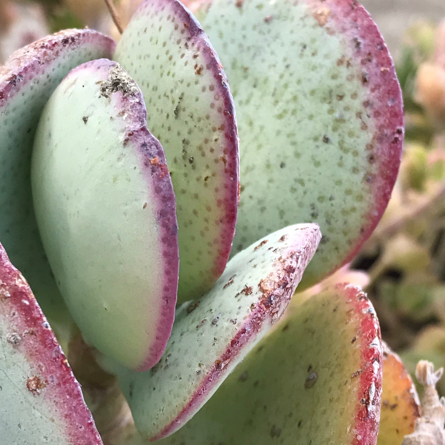 Succulent Cards