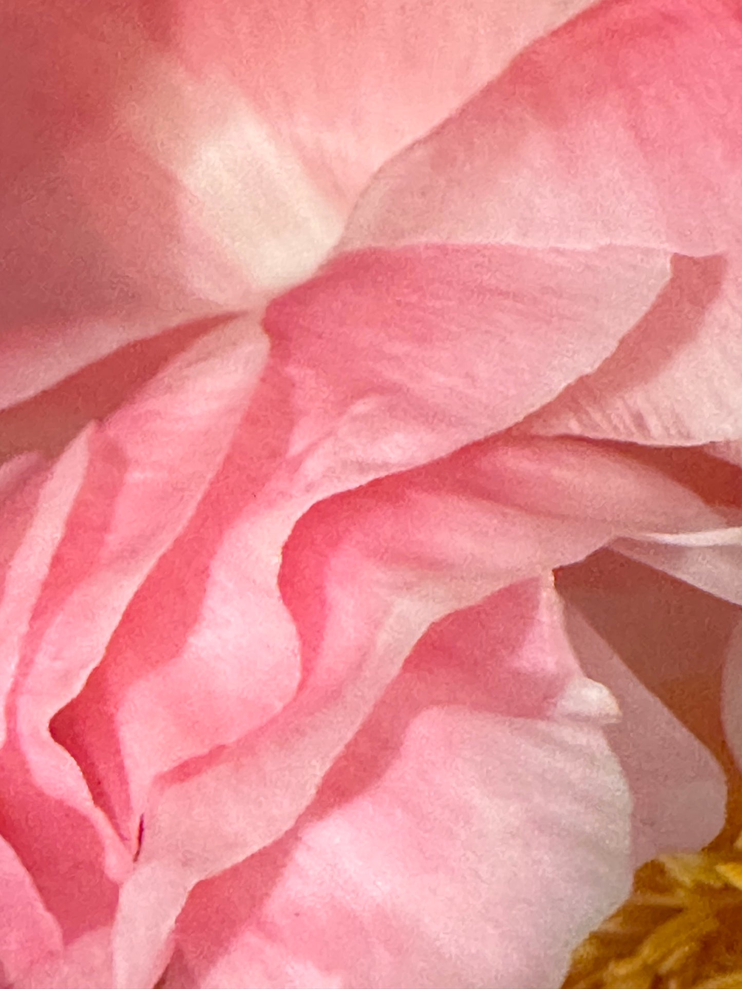 Pink Floral Cards