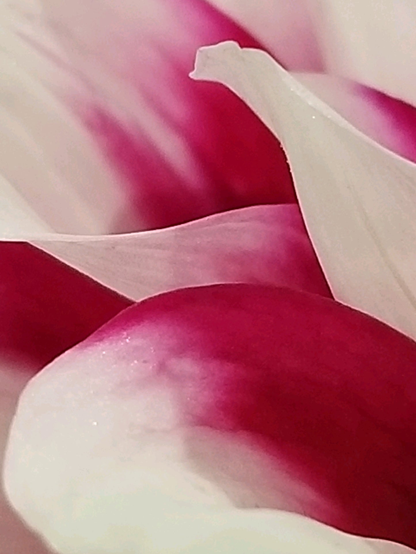 Pink Floral Cards