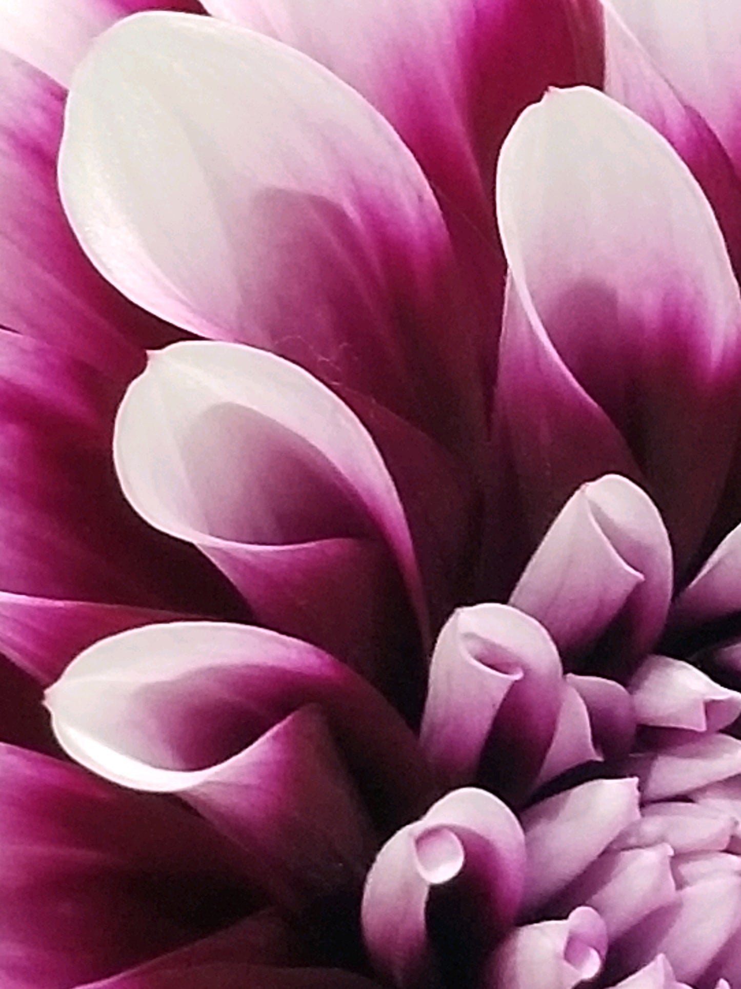 Pink Floral Cards