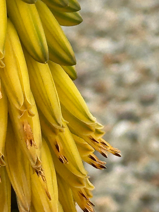 Cactus Blooms