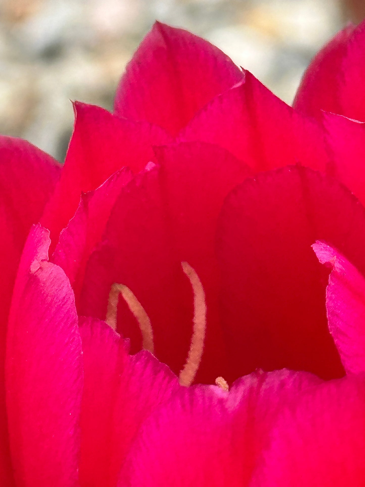 Cactus Blooms