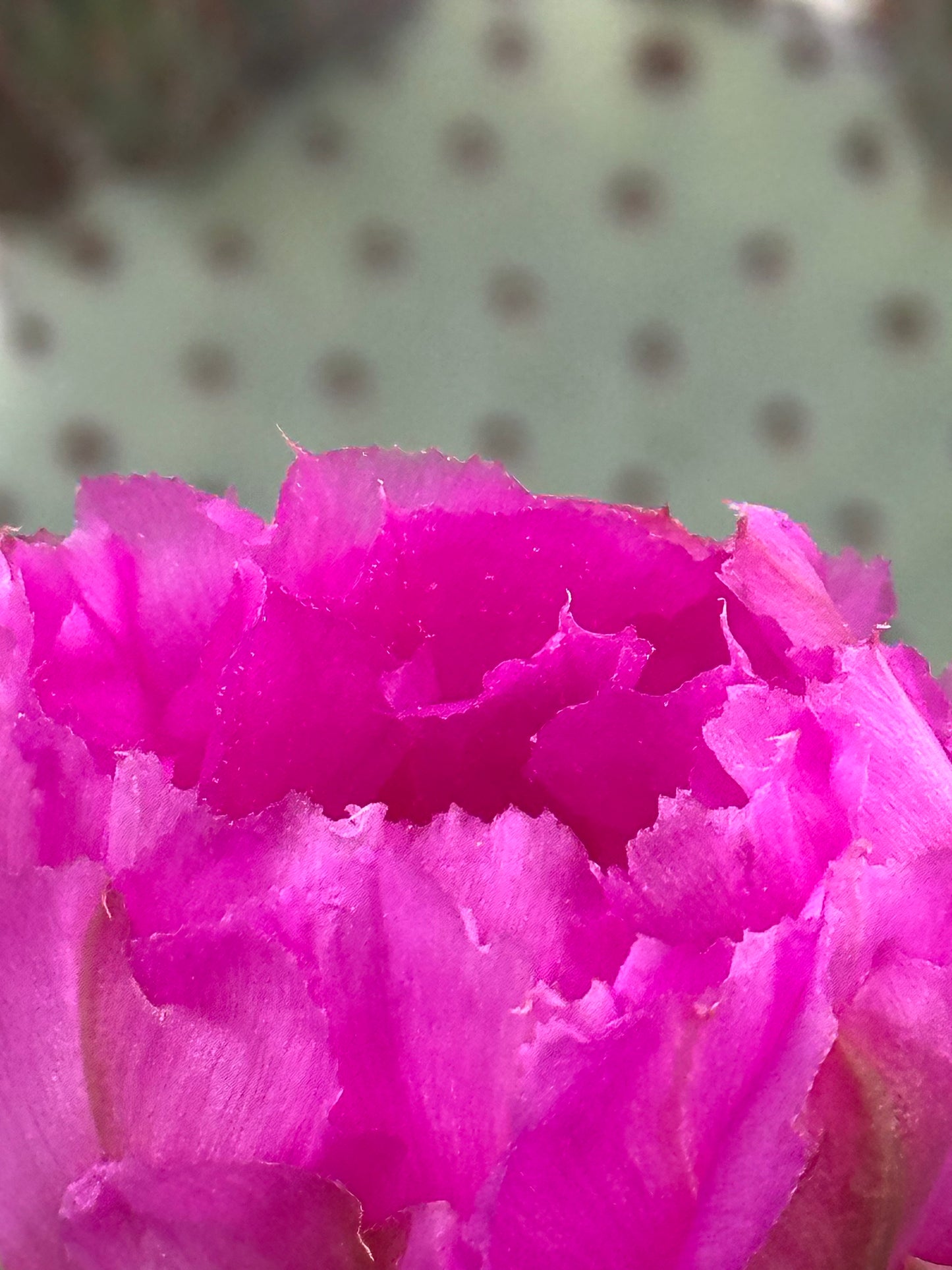 Cactus Blooms