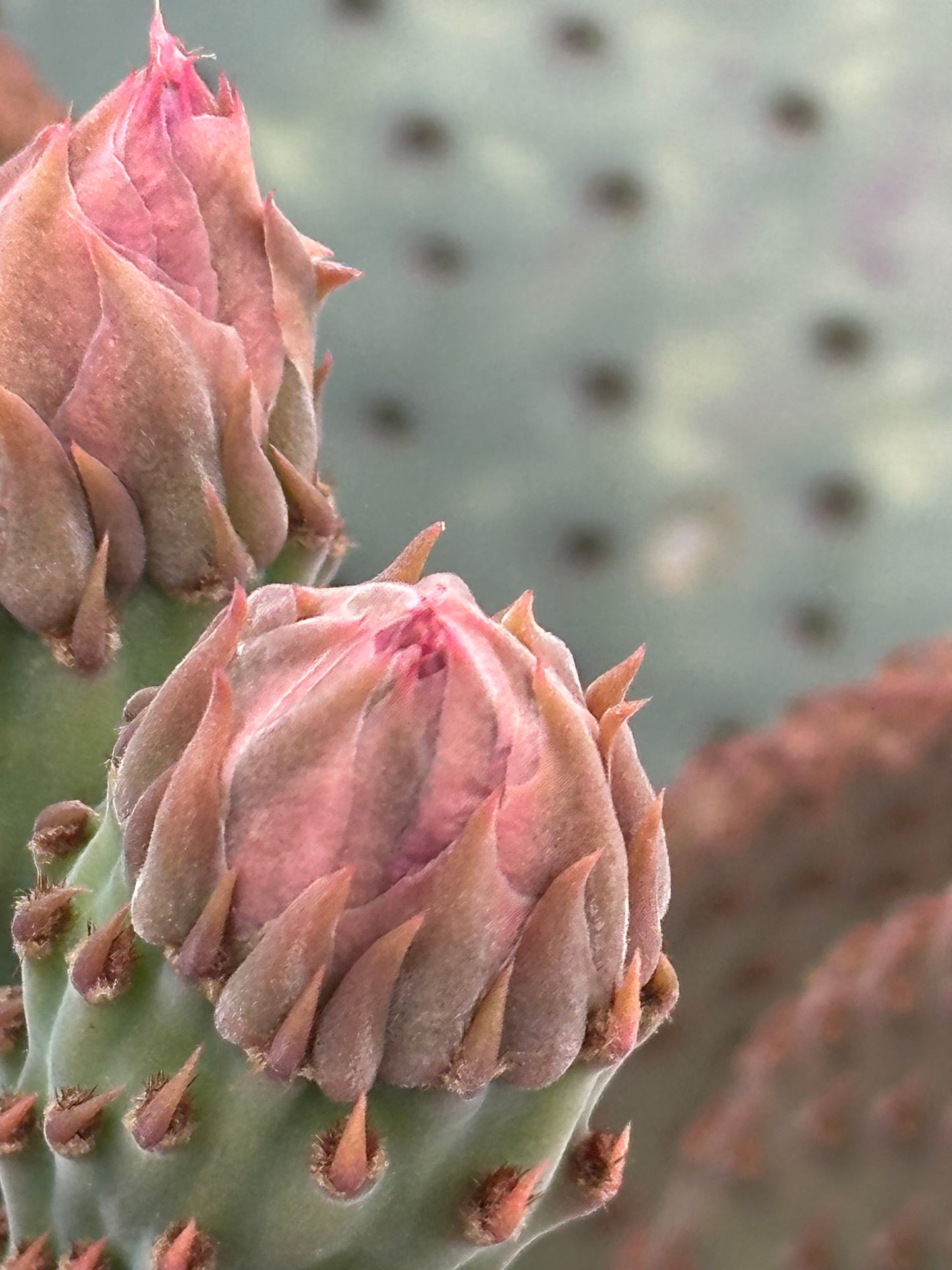 Cactus Blooms